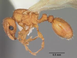 Tetramorium simillimum casent0102741 profile 1.jpg