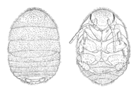 1280px-Attaphila fungicola female.png