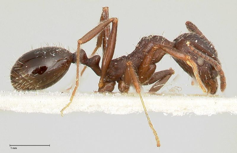 File:Aphaenogaster caeciliae focol0495-1 p 2 high.jpg