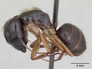 Camponotus atriceps casent0173391 profile 1.jpg