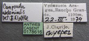Camponotus atriceps casent0178616 label 1.jpg