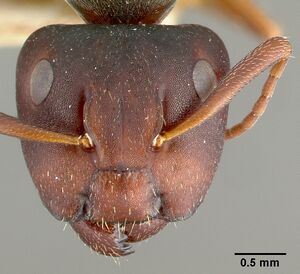 Camponotus planus castype00456-02 head 1.jpg