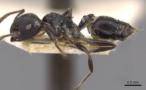 Crematogaster buchneri casent0908624 p 1 high.jpg