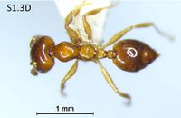 Crematogaster hullettii F1.3D.jpg