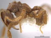 Cyphomyrmex snellingi inb0003679932 p 1 high.jpg