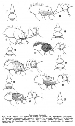 Kempf 1974 Oxyepoecus fig 11-22.jpg