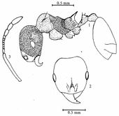 Lophomyrmex changlangensis.jpg