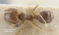 MCZ-ENT00020725 Pheidole proserpina had.jpg