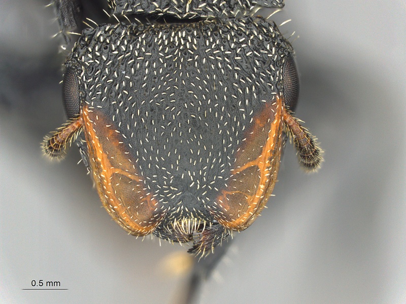 File:MCZ ENT Cephalotes hamulus hef.jpg