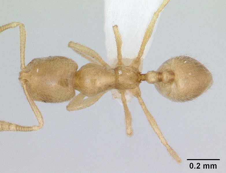 File:Monomorium cryptobium casent0173584 dorsal 1.jpg