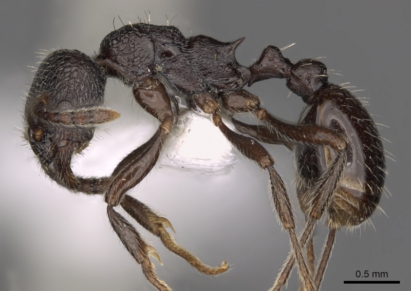 File:Myrmica wardi P casent0900305.jpg