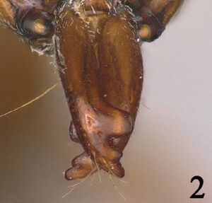 Odontomachus linearis F2.jpg