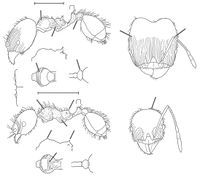 Pheidole gaigei Wilson 2003.jpg