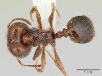 Pheidole gertrudae casent0178028 dorsal 1.jpg