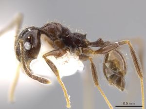 Pheidole jivaro jtlc000016419 p 1 high.jpg