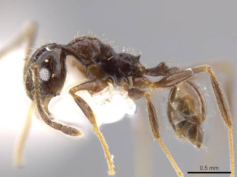 File:Pheidole jivaro jtlc000016419 p 1 high.jpg