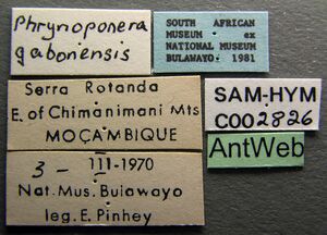 Phrynoponera gabonensis sam-hym-c002826 label 1.jpg