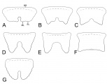 Diagrammatic representation of Rhopalothrix labra. A. R. therion. B. R. andersoni, R. atitlanica, R. triumphalis. C. R. isthmica, R. megisthmica. D. R. nubilosa, R. subspatulata. E. R. weberi. F. R. stannardi. G. R. apertor. BR: basal ridge. LL: lateral lobule. ML: medial lobule.