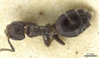 Technomyrmex rusticus casent0911592 d 1 high.jpg