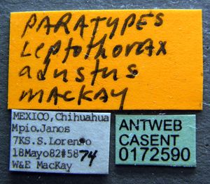 Temnothorax adustus casent0172590 label 1.jpg