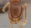 Tetramorium sepositum hef.jpg