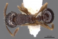 Tetramorium sepultum D casent0901160.jpg