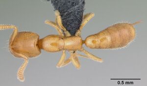 Adetomyrma goblin casent0056913 d 1 high.jpg