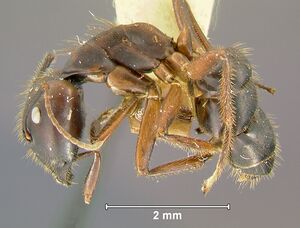 Camponotus-nigricansL1.25.jpg