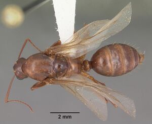 Camponotus castaneus casent0103657 dorsal 1.jpg