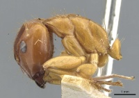 Camponotus melichloros casent0903567 p 1 high.jpg