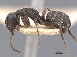 Camponotus sculptor casent0911693 p 1 high.jpg