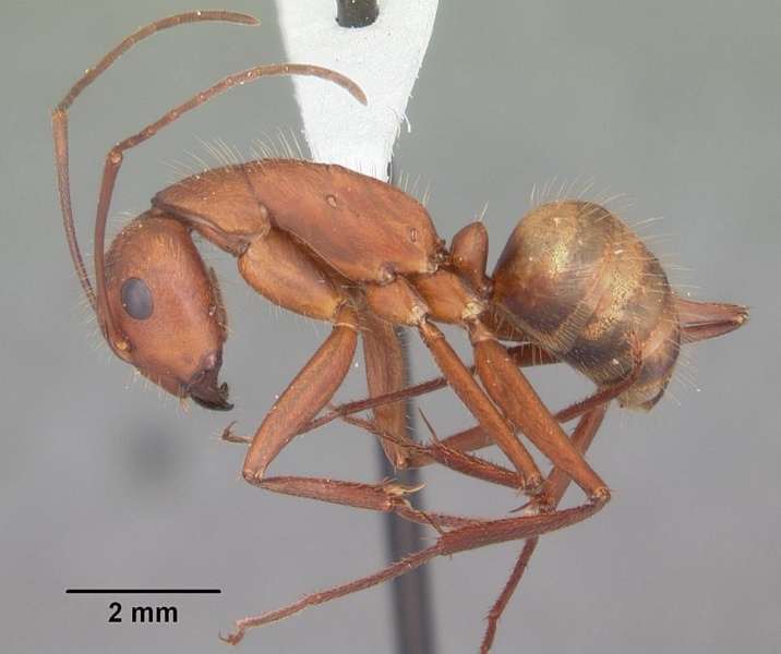 File:Camponotus socius casent0103712 profile 1.jpg