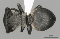 Cephalotes inaequalis D casent0627946.jpg