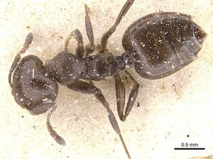 Crematogaster excisa casent0912658 d 1 high.jpg