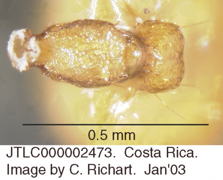 File:Crematogaster wardi jtlc000002473 d 1 high.jpg