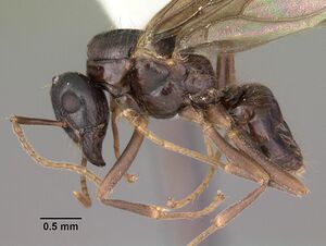 Lasius interjectus casent0103544 profile 1.jpg