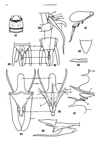 File:Microbothriophylax-mica.jpg