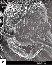 Myrmecina tridentata F46c.jpg