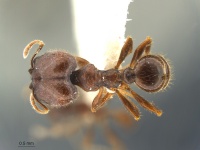 Pheidole-balzani-MCZ001D.jpg