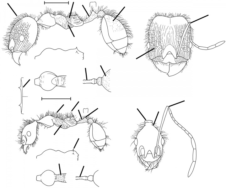 File:Pheidole jujuyensis Wilson 2003.jpg