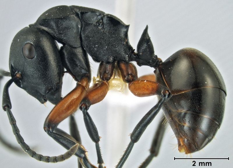 File:Polyrhachis femorata 2 side.jpg