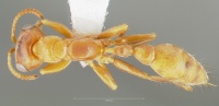 Pseudomyrmex santschii casent0005850 dorsal 1.jpg