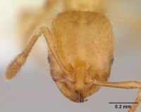 Solenopsis scelesta casent0178145 head 1.jpg