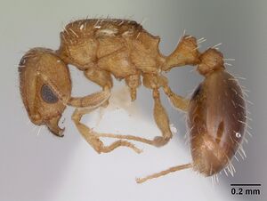 Tetramorium caldarium casent0173286 profile 1.jpg