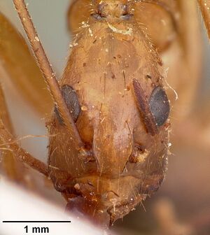Camponotus cervicalis casent0104634 head 1.jpg