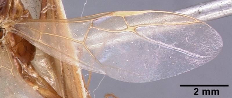 File:Camponotus dufouri casent0101685 profile 2.jpg