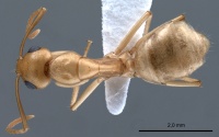 Camponotus fedtschenkoi antweb1008054 d 1 high.jpg
