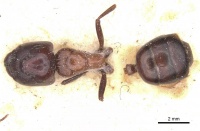 Camponotus pellax casent0911756 d 1 high.jpg