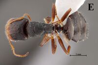 Camponotus siamensis THNHM-I-24802 Major F1e.jpg