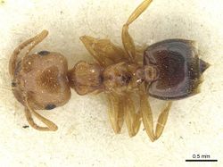 Crematogaster paolii casent0912810 d 1 high.jpg